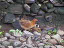 Alta-Vista-Free-Range-Chick~0.jpg