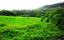 JUNGLE-004.jpg