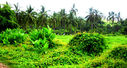 JUNGLE-005.jpg