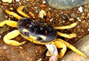 boatcrabs-010.jpg